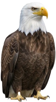 a bald eagle sitting on a white background.jpg